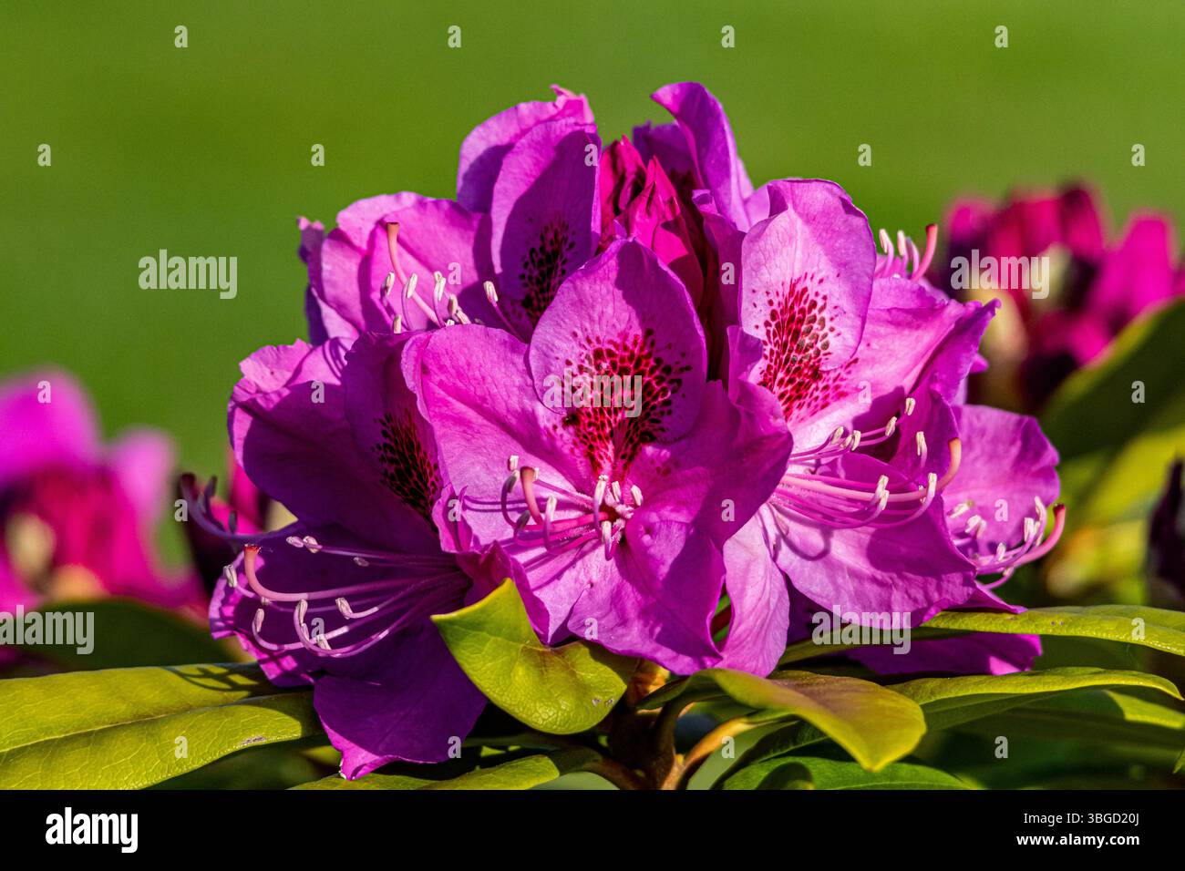Nahaufnahme einer leuchtenden magentafarbenen Rhododendron-Blüte in voller Blüte, mit strukturierten Blütenblättern und markanten Staubblättern, die vor einem üppig grünen Hintergrund erfasst werden Stockfoto