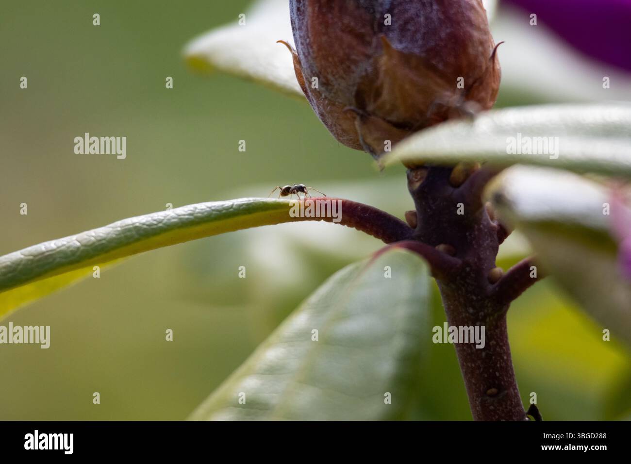 Eine winzige schwarze Ameise läuft über den Rand eines glänzend grünen Blattes zu einer Blütenknospe, die in geringer Tiefe des Feldes erfasst wird Stockfoto