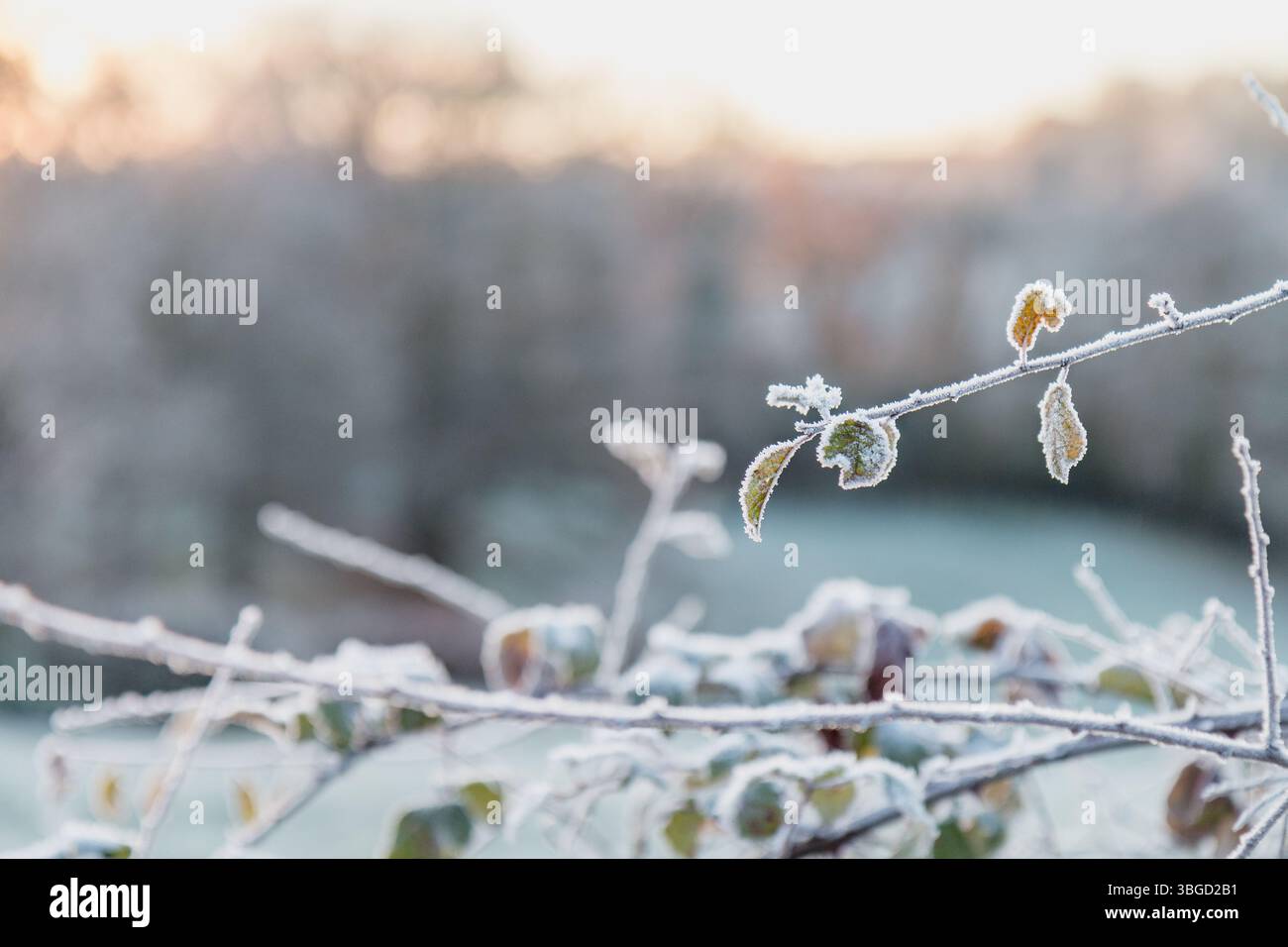 Zweige mit Frost bedeckt mit einem verschwommenen Hintergrund von Bäumen und Wiesen, frühmorgendliches Licht. Stockfoto