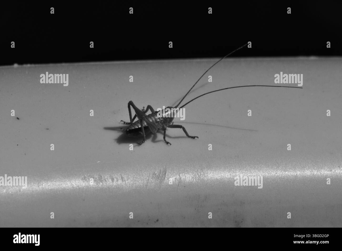 Nahaufnahme eines Schwarzweiß-Makrofotos einer Grille oder Grashüpfer auf einer glatten Oberfläche. Das Insekt ist mit langen Antennen detailliert, die dramatisch erfasst werden Stockfoto