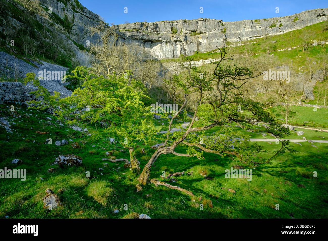 England, Yorkshire, Yorkshire Dales National Park. Die beeindruckenden Natural Rock Formations / Geologie des Kalksteins Merkmale der Malham Cove im Yo Stockfoto