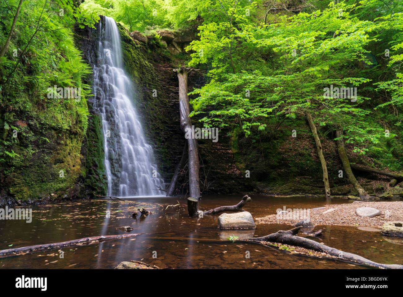 England, North Yorkshire, North York Moors National Park. Falling Foss, ein beliebter Wasserfall im Sneaton Forest in der North York Moors Nation Stockfoto