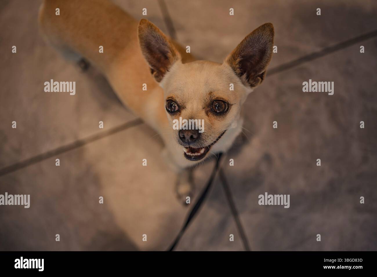 Palermo, Italien 1. Januar 2025: Glücklicher chihuahua-Hund mit Leine auf gefliestem Boden, von oben gesehen Stockfoto