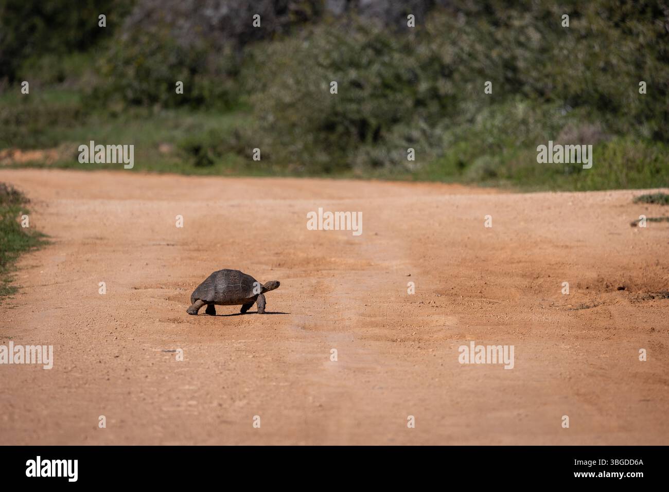 Eine Schildkröte überquert langsam einen Feldweg in einem südafrikanischen Wildreservat. Symbolische Tierwelt, aufgenommen in natürlichen Lebensräumen. Stockfoto