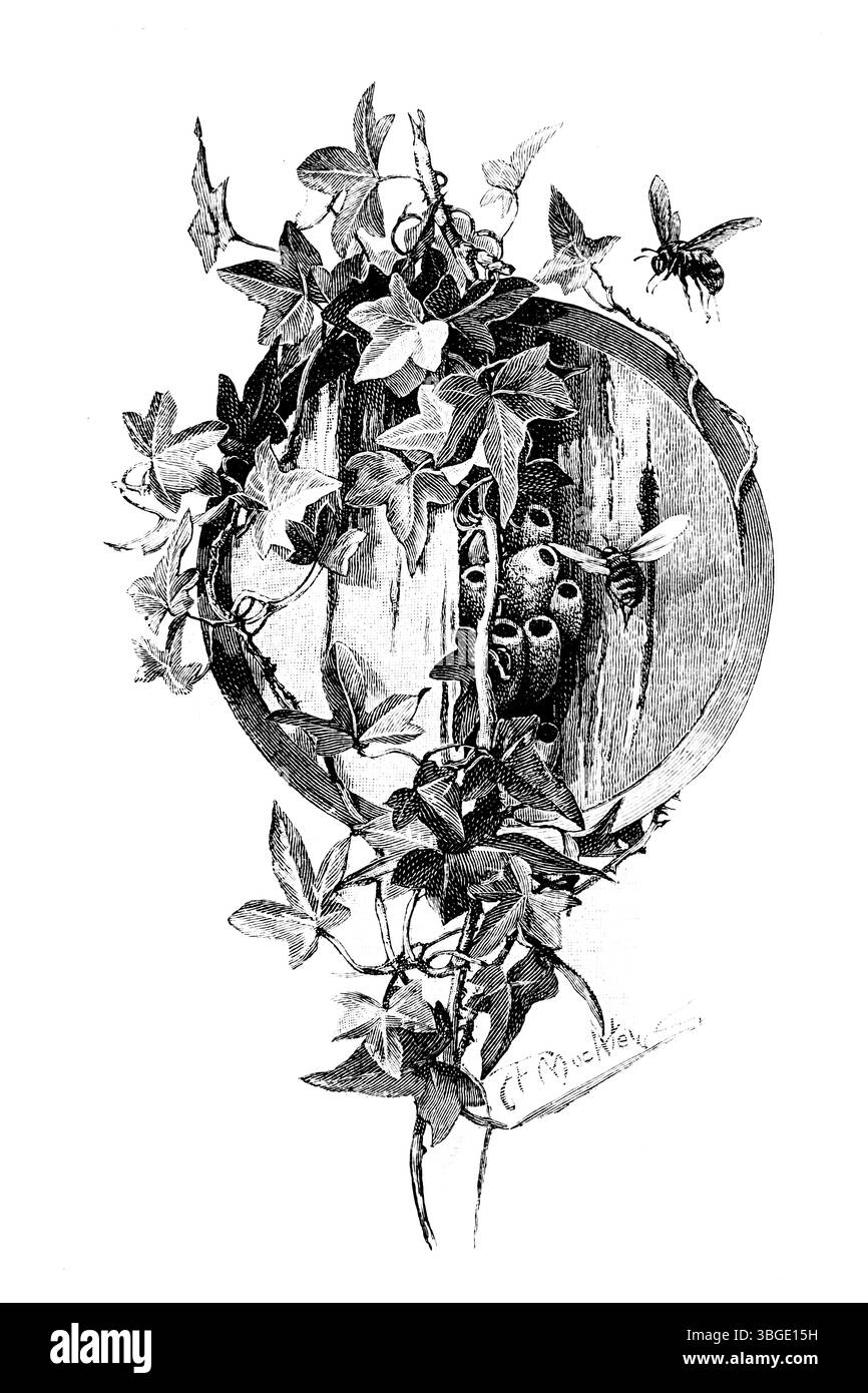 Nest von Maurerbienen in Efeu-bekleideten Stümpfen, gravierte Linienillustration des viktorianischen Illustrators Louis Fairfax Muckley, aus dem Jahr 1892 The Quiver Magazine Stockfoto Nest von Maurerbienen in Efeu-bekleideten Stümpfen, gravierte Linienillustration des viktorianischen Illustrators Louis Fairfax Muckley, aus dem Jahr 1892 The Quiver Magazine Stockfoto