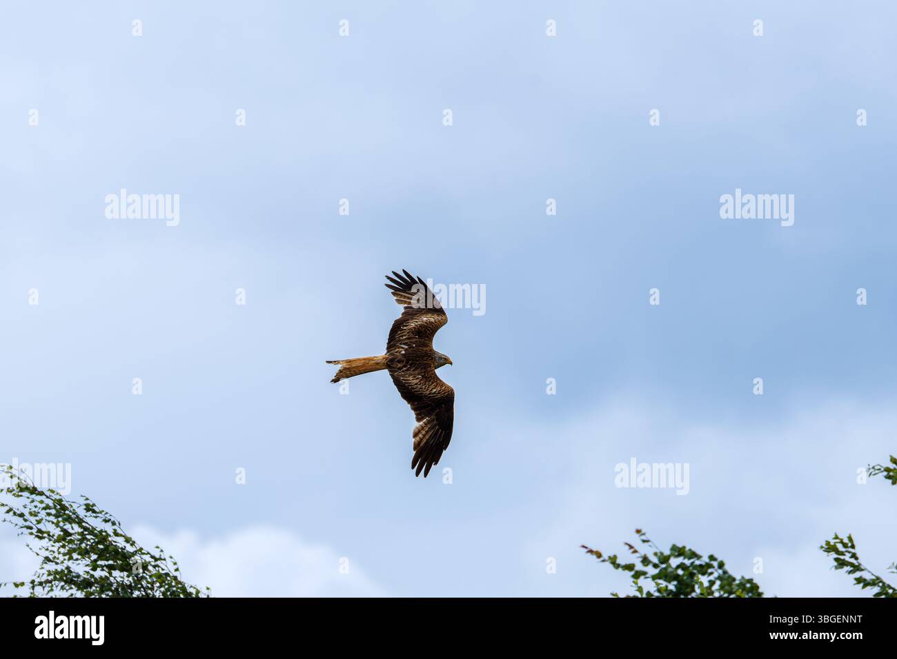 Der Rote Drache (Milvus milvus) ist ein Raubvogel aus der Familie Accipitridae Stockfoto