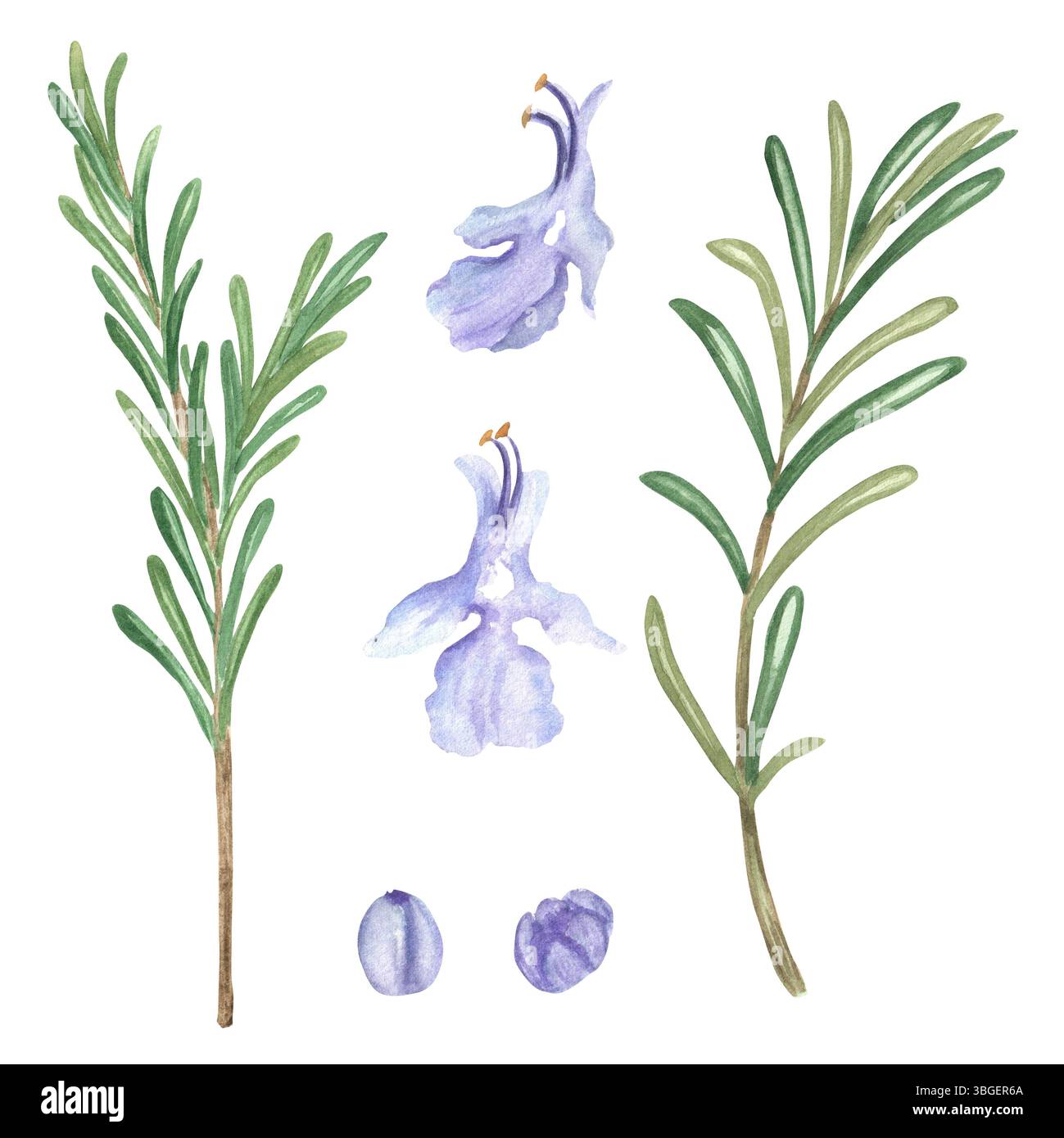 Ein Bündel Rosmarinzweige mit grünen Blättern, lilafarbene Blüten isoliert. Aromatische Kräuter zum Kochen, Aromatherapie, Harmonisierung des Sonnenchakras. Pflanzliche Ga Stockfoto