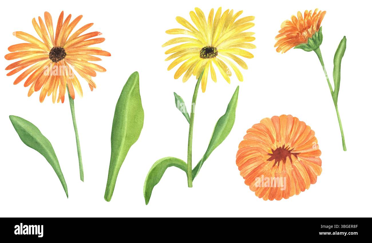 Ein Satz von leuchtend orangen und gelben Ringelblumen, Knospen mit grünen Blättern. Heilpflanzen zum Teebrühen, Harmonisierung am Sakralchakra. Han Stockfoto