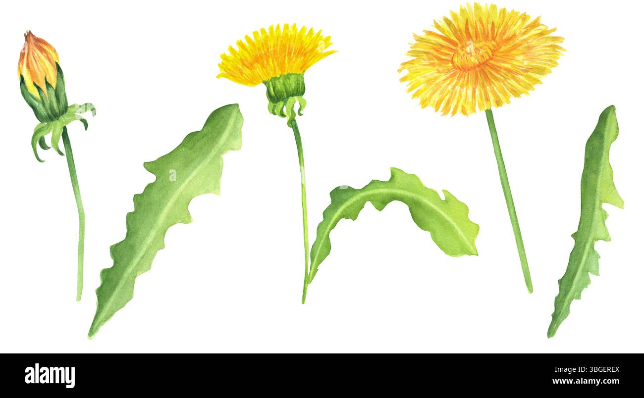 Ein Bündel gelber Löwenzahnblüten, Knospen, grüne Blätter. Pflanze zur Aromatherapie, Kochen, Harmonisierung des Wurzelchakras. Heilkraut gegen pflanzliche Inf Stockfoto