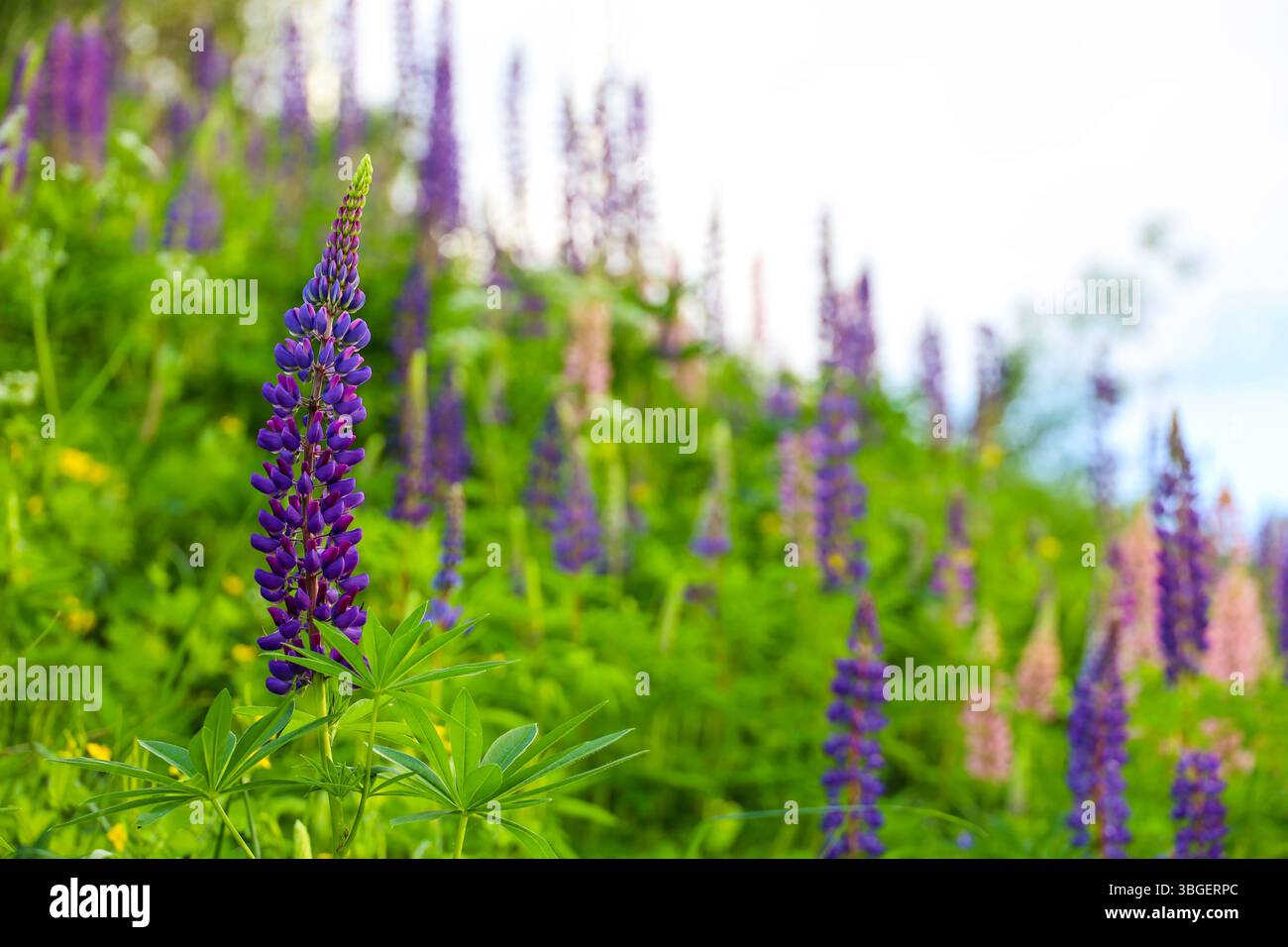 Lila Lupinen blühen auf einer Sommergebirgswiese. Wildblumen im grünen Gras Stockfoto