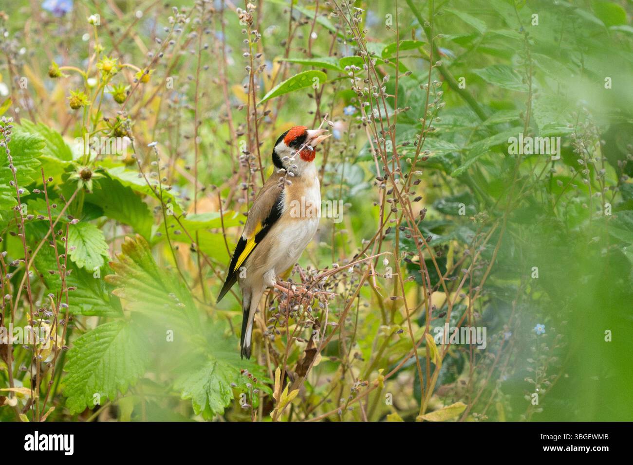 Burley in Wharfedale, Ilkley, West Yorkshire, England, Großbritannien. Juni 2025. Ein Goldfink, der kleine Stiele von verbrauchten Vergissmeinnots in einem Garten abbricht, um sie als Nistmaterial zu verwenden. Goldfinch nistet normalerweise etwas später als andere Vögel, und mehrere Bruten können in guten Jahren aufgezogen werden Credit: Kay Roxby/Alamy Live News Stockfoto