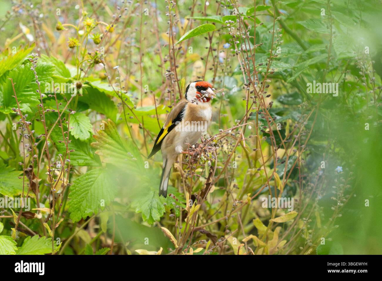 Burley in Wharfedale, Ilkley, West Yorkshire, England, Großbritannien. Juni 2025. Ein Goldfink, der kleine Stiele von verbrauchten Vergissmeinnots in einem Garten abbricht, um sie als Nistmaterial zu verwenden. Goldfinch nistet normalerweise etwas später als andere Vögel, und mehrere Bruten können in guten Jahren aufgezogen werden Credit: Kay Roxby/Alamy Live News Stockfoto