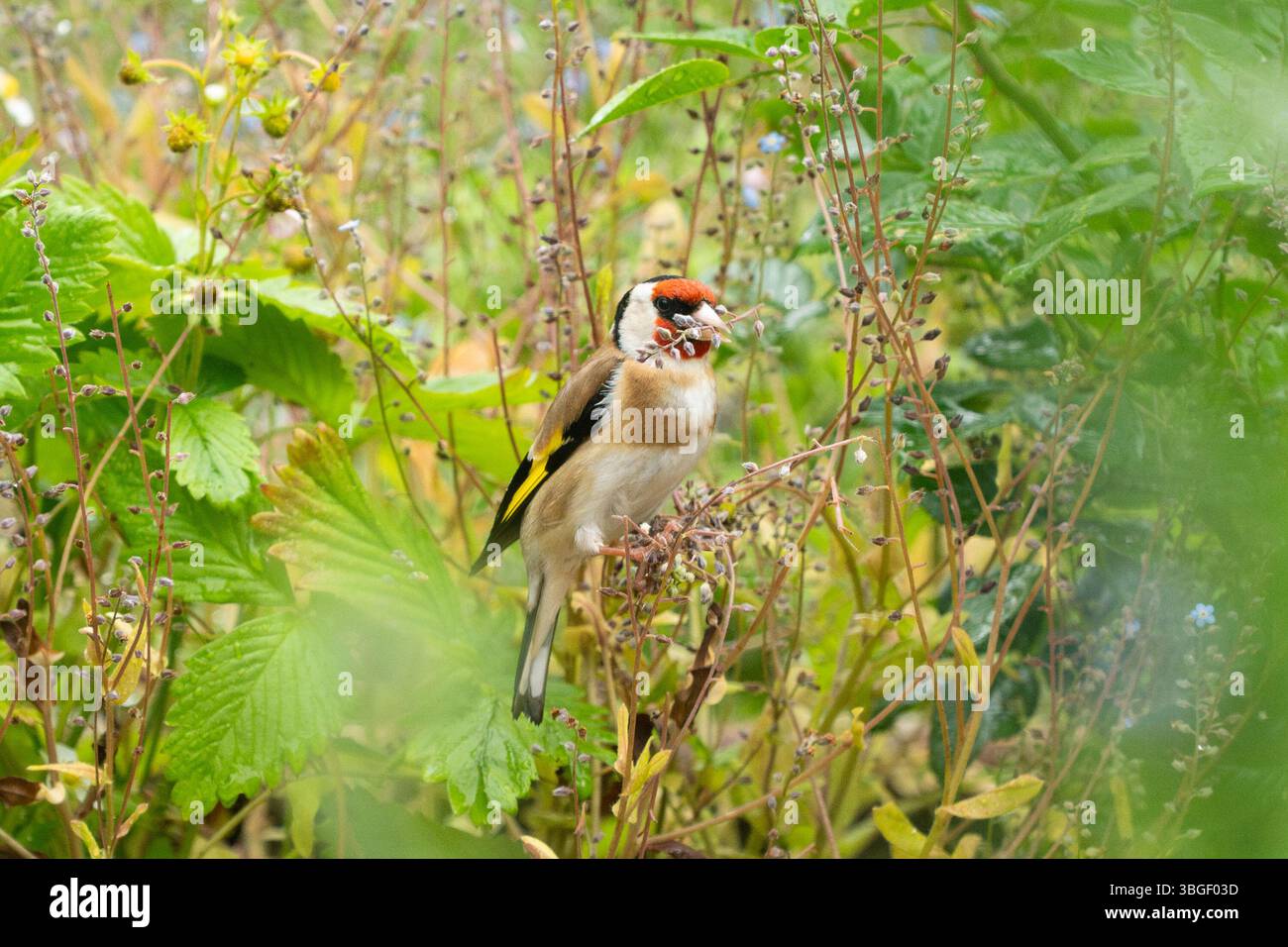 Burley in Wharfedale, Ilkley, West Yorkshire, England, Großbritannien. Juni 2025. Ein Goldfink, der kleine Stiele von verbrauchten Vergissmeinnots in einem Garten abbricht, um sie als Nistmaterial zu verwenden. Goldfinch nistet normalerweise etwas später als andere Vögel, und mehrere Bruten können in guten Jahren aufgezogen werden Credit: Kay Roxby/Alamy Live News Stockfoto