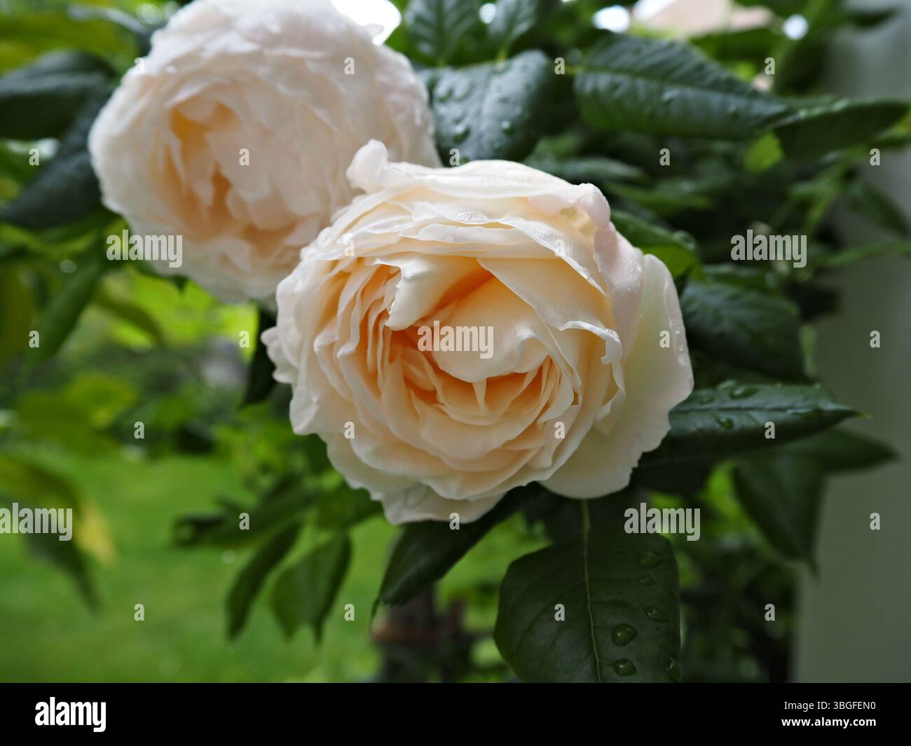 Cremeweiße Rosen mit Tau in natürlicher Gartenumgebung. Stockfoto