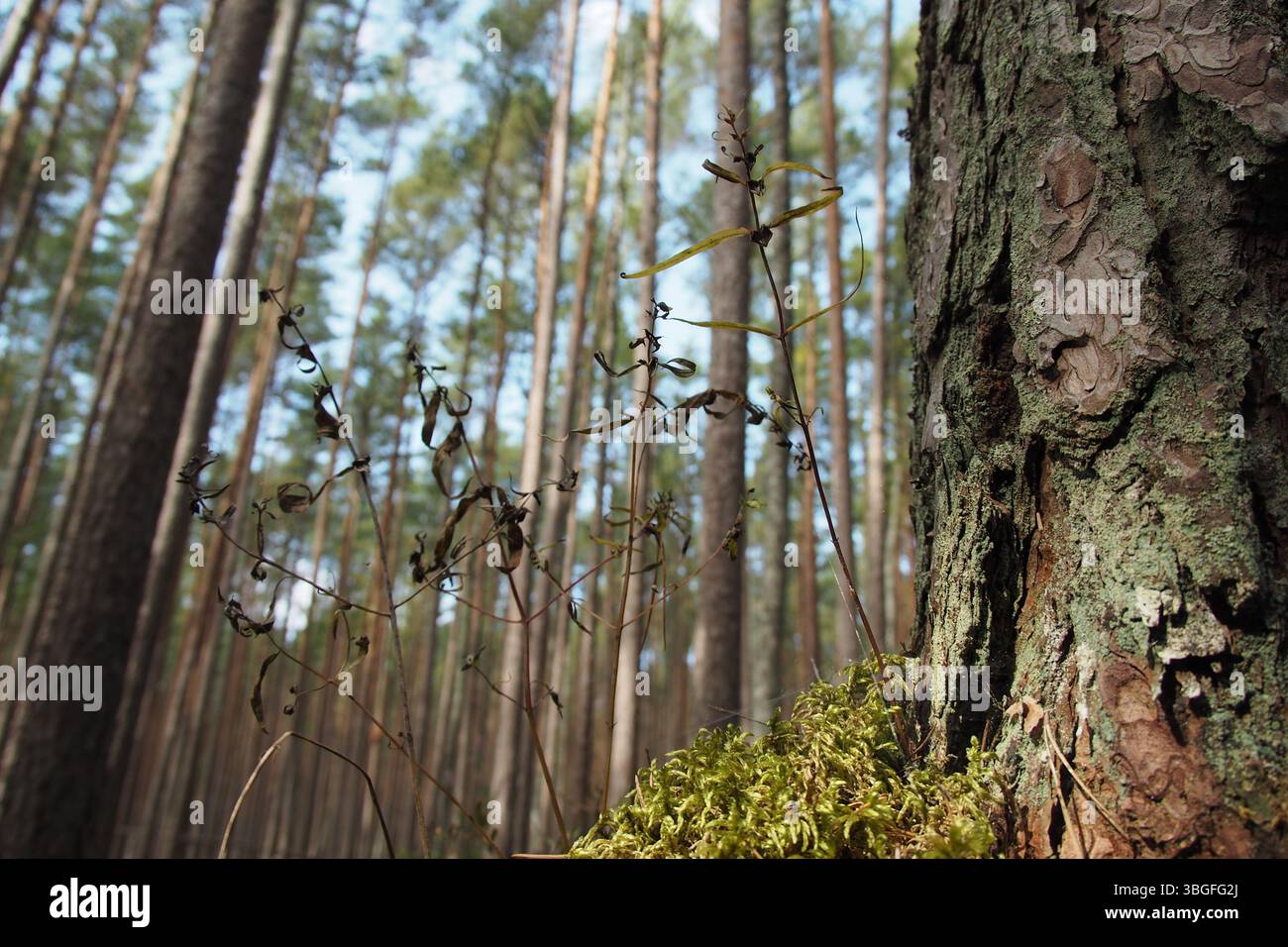 Nahaufnahme von Mossy Tree Trunk in einem dichten Wald Stockfoto