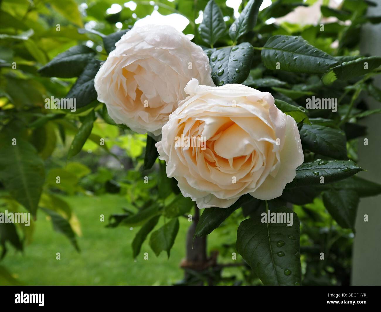 Weiße Rosen im Fokus mit üppigem grünem Hintergrund und Tautropfen. Stockfoto