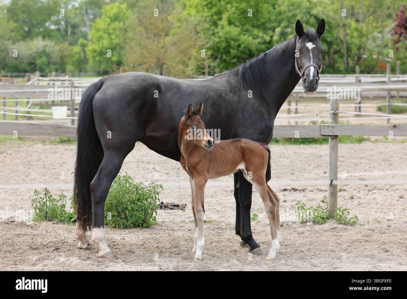 08.05.2025, Berlin, DE - Stute und Fohlen stehen auf einem Sandpaddock. Pferde, Stute, Fohlen, Warmblut, Warmblutfohlen, Koppel, Paddock, SandPaddock, Aufmerksamkeit, Achtung, Achtung, Jahreszeit, Fruehjahr, Fruehling 250508D507GATOW.JPG *** 08 05 2025, Berlin, DE Stute und Fohlen auf einem Sandkoppel stehend Pferde, Stute, Fohlen, Warmblut, Warmblutfohlen, Paddock, Paddock, Sand Paddock, Achtung, aufmerksam, Saison, Frühling, Frühling 250508D507GATOW JPG Stockfoto