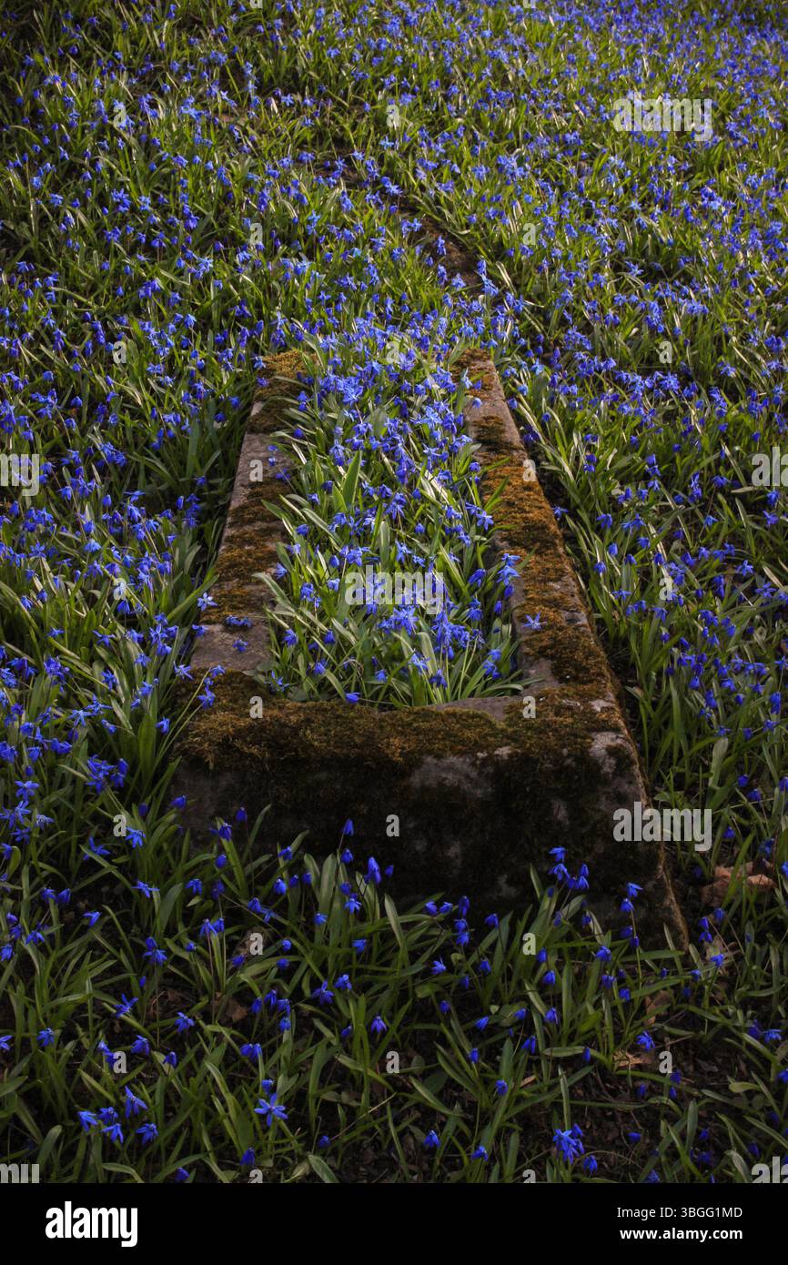 Moosbedecktes Steingrab, umrahmt von blühenden blauen scilla-Blüten im frühen Frühjahr. Eine einsame Begräbnisstätte, umgeben von dichtem Blumenboden. Stockfoto