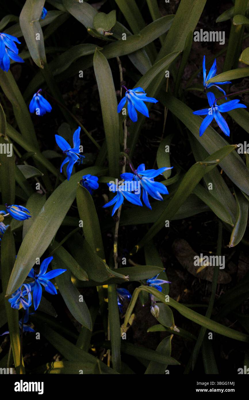 Nahaufnahme der blühenden Scilla siberica, allgemein bekannt als sibirischer Schnitzel, mit leuchtenden blauen Blüten und schlanken grünen Blättern. Stockfoto