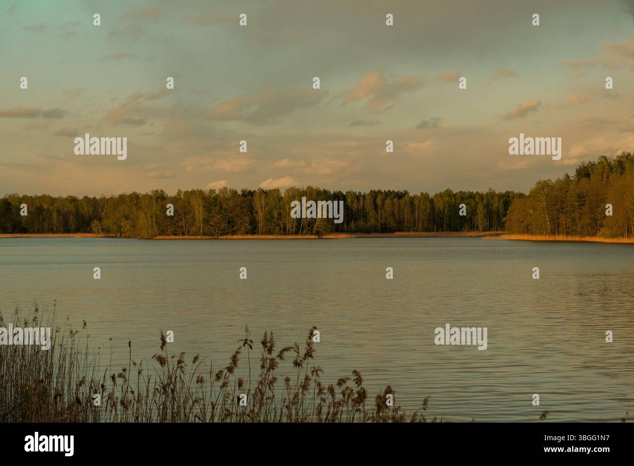 Ruhige goldene Stunde Szene mit einem ruhigen See umgeben von einem Wald von Mischbäumen. Schilfe im Vordergrund verleihen der friedlichen Landschaft Tiefe. Stockfoto