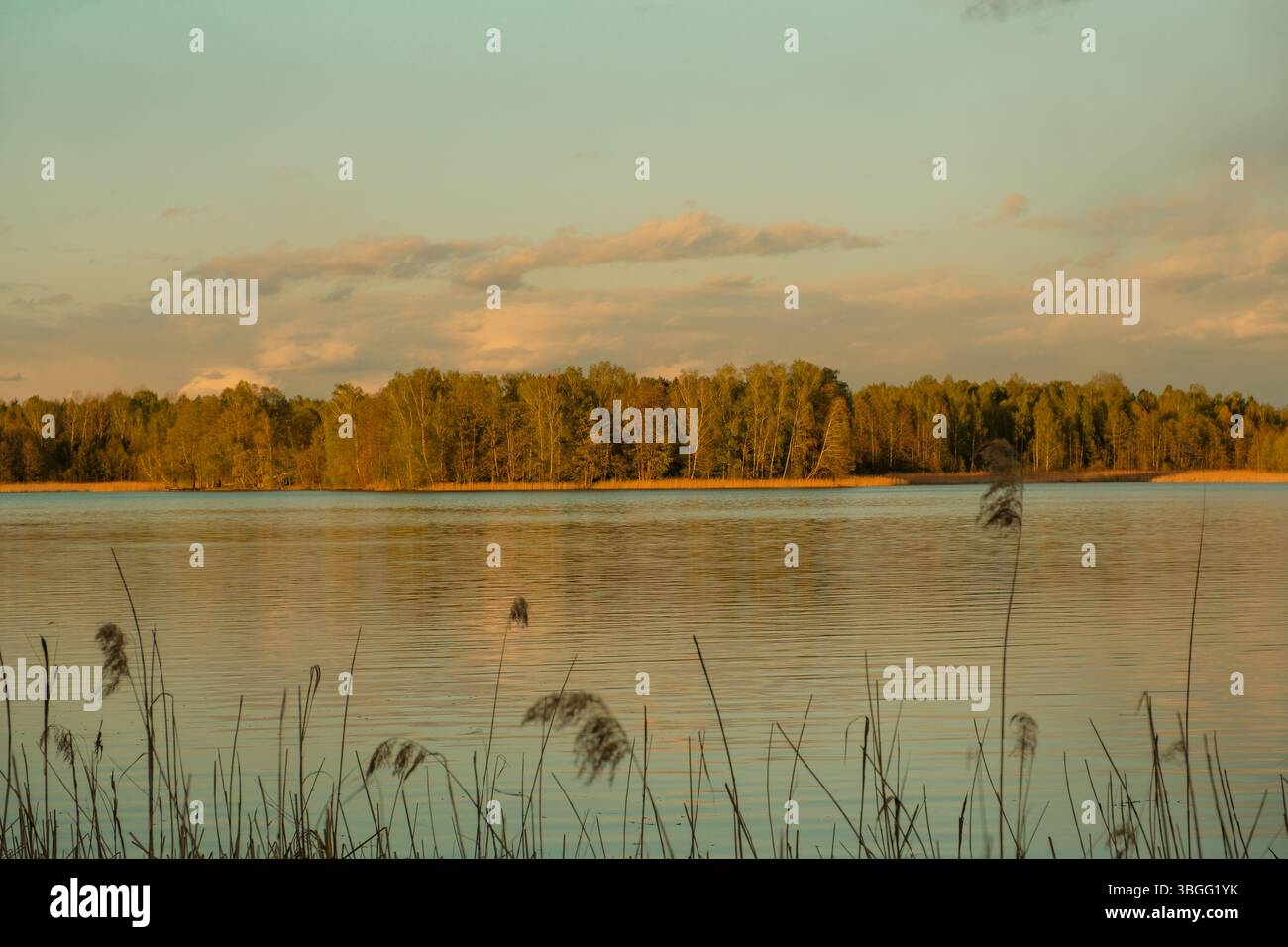 Ruhige goldene Stunde Szene mit einem ruhigen See umgeben von einem Wald von Mischbäumen. Schilfe im Vordergrund verleihen der friedlichen Landschaft Tiefe. Stockfoto