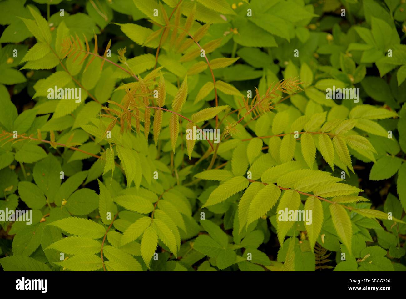 Nahaufnahme von lebhaftem grünen Waldlaub mit jungen rötlichen farnähnlichen Trieben. Frische Frühlingsvegetation mit strukturierten Verbundblättern. Stockfoto