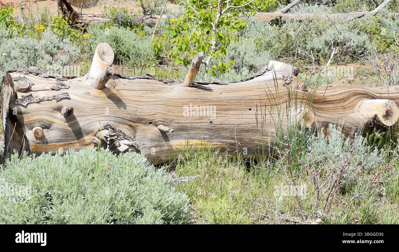 Wenn Ein Baum fällt, Medicine Bow, Wyoming, USA - Smartphone-aufgenommenes Stockfoto