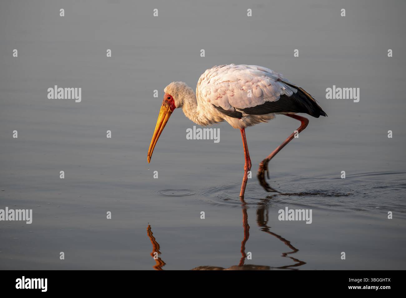 Glutton (Mycteria ibis) auf der Suche im Wasser, im Morgenlicht, mit Reflexion, Sunset Dam, Southern Kruger National Park, Kruger National Park Stockfoto