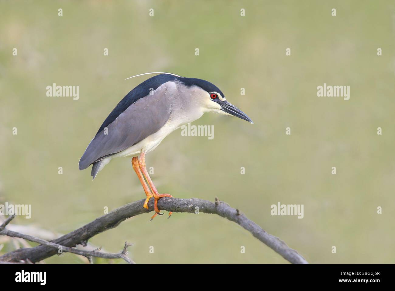 Nachtreiher (Nycticorax nycticorax), auf einem Zweig sitzend, Tierwelt, Naturfotografie, Reiher, Retszilas Fischteiche, Kiskunsagi Nemzeti Park, Kiskuns Stockfoto