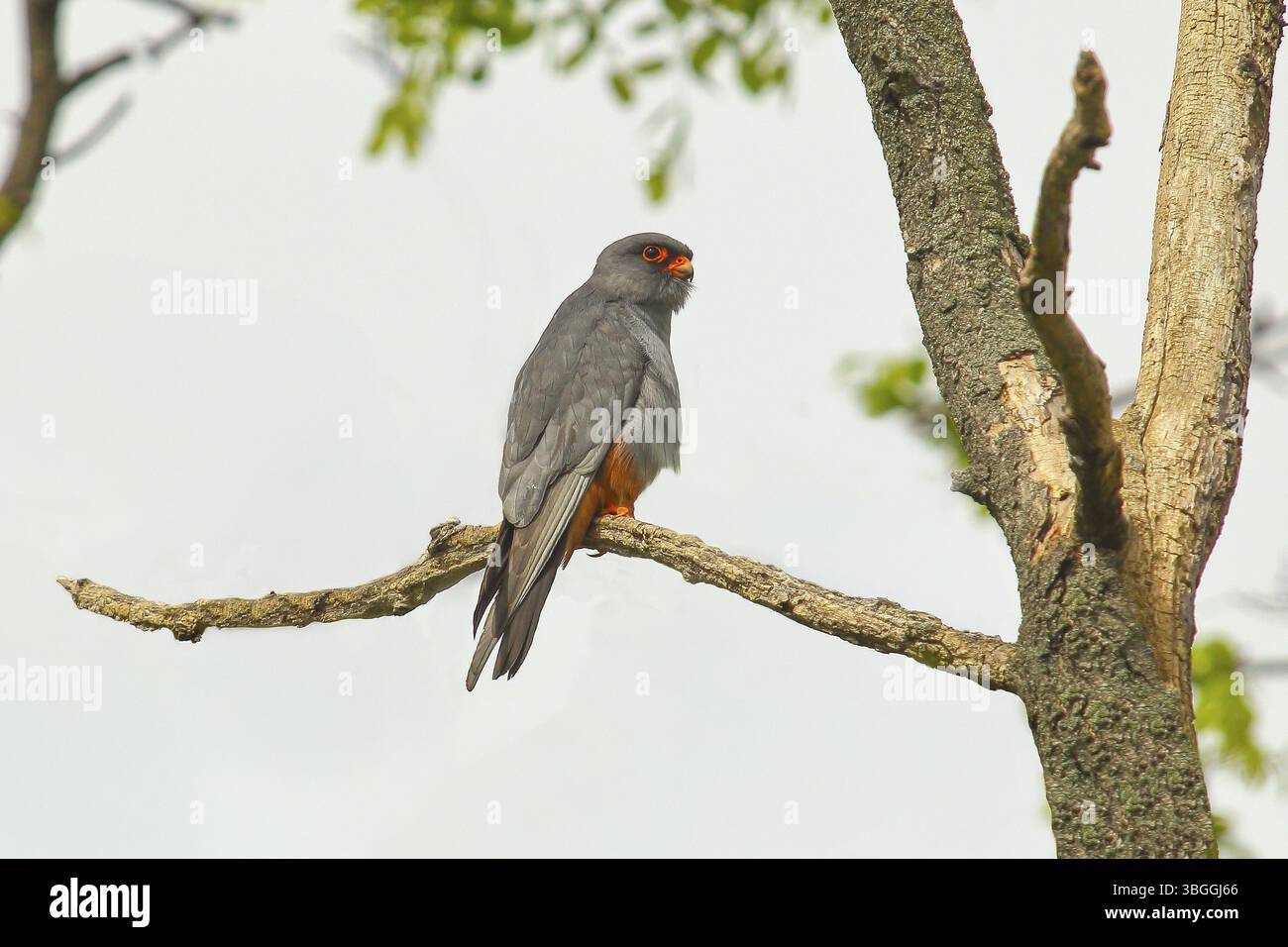 Rotfußfalke (Falco vespertinus), männlich sitzend auf einem Zweig, Tierwelt, Naturfotografie, Kiskunsagi Nemzeti Park, Kiskunsag Nationalpark, Nag Stockfoto