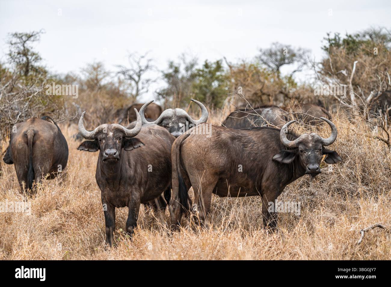 Herde von Cape Buffalo (Syncerus Caffer Caffer Caffer), in trockenem Gras, Kruger-Nationalpark, Südafrika, Afrika Stockfoto
