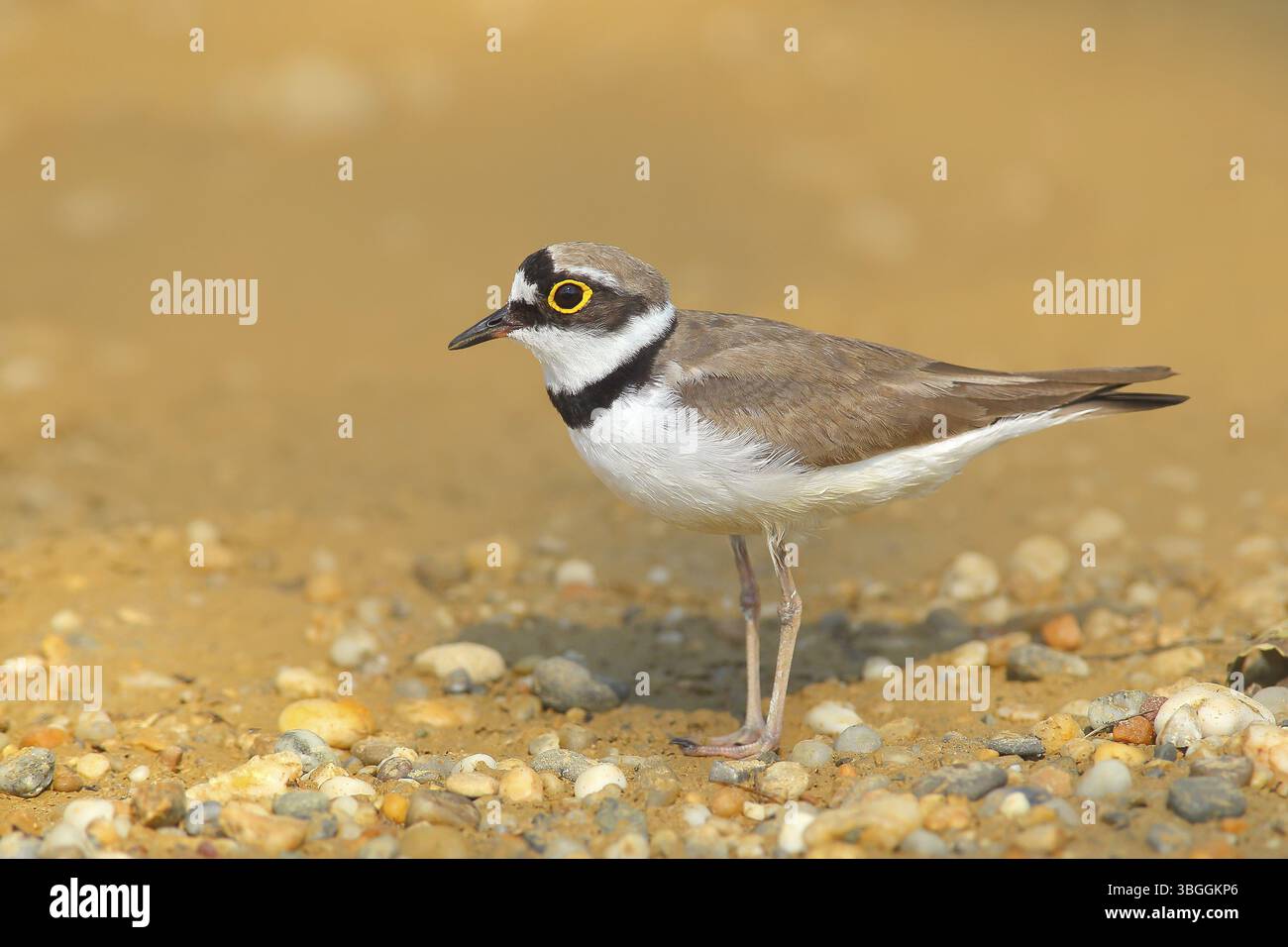 Little Ringed Plover (Charadrius dubius), stehend auf sandigem Boden, Tierwelt, Naturfotografie, Pflückenfamilie, männlich im Brutgebiet, Illmitz, See Stockfoto