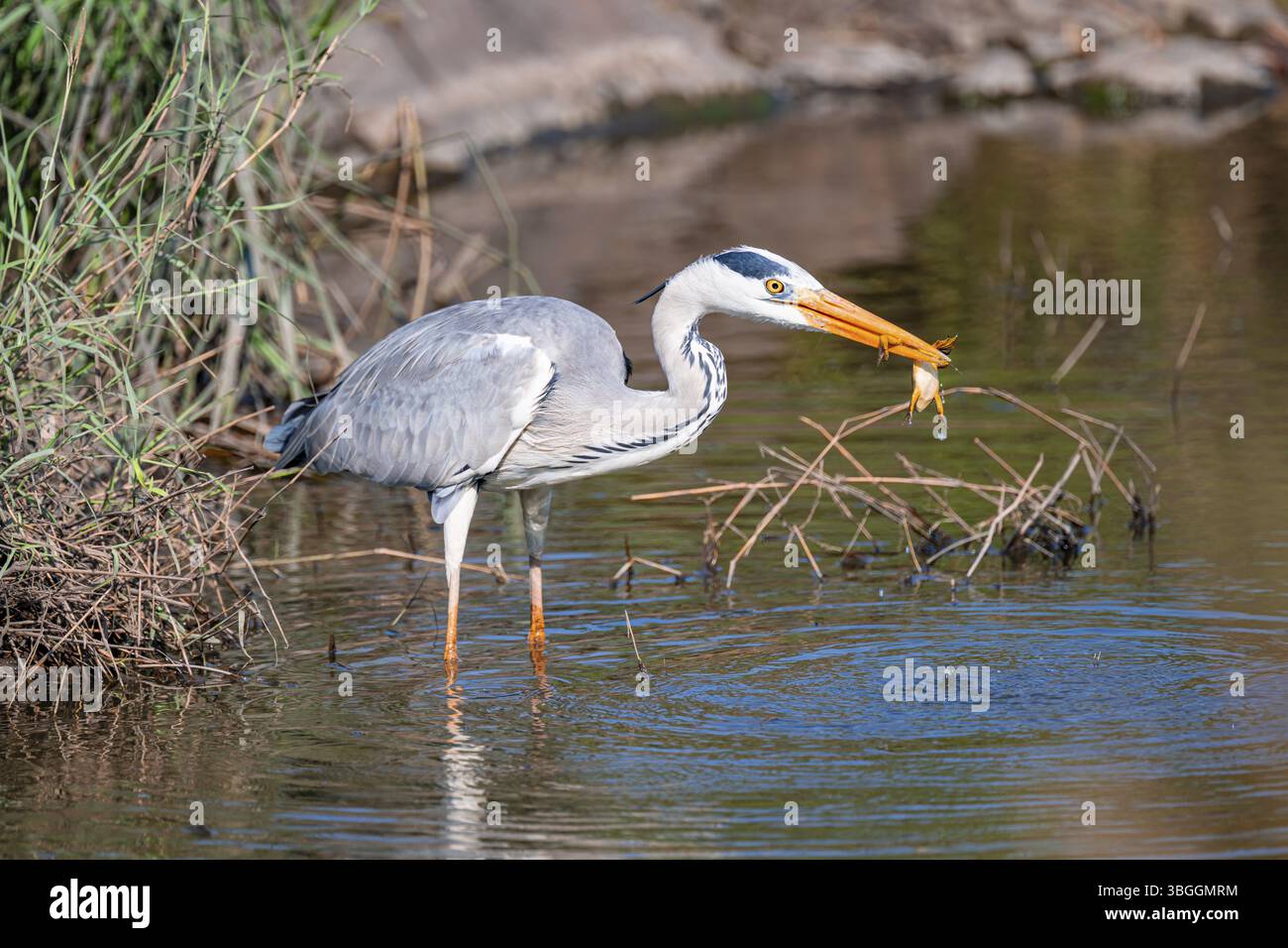 Graureiher (Ardea cinerea) mit Frosch im Schnabel, der einen gefangenen Frosch isst, Kruger-Nationalpark, Südafrika, Afrika Stockfoto