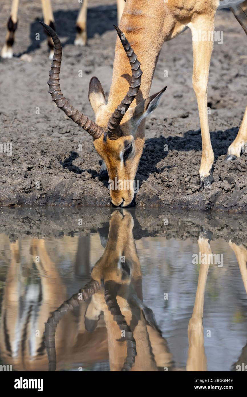 Impala (Aepyceros melampus) trinkt an einem natürlichen Wasserloch, männlich, Tierporträt, Schwarzkopfantilope, Kruger-Nationalpark, Südafrika, Afrika Stockfoto