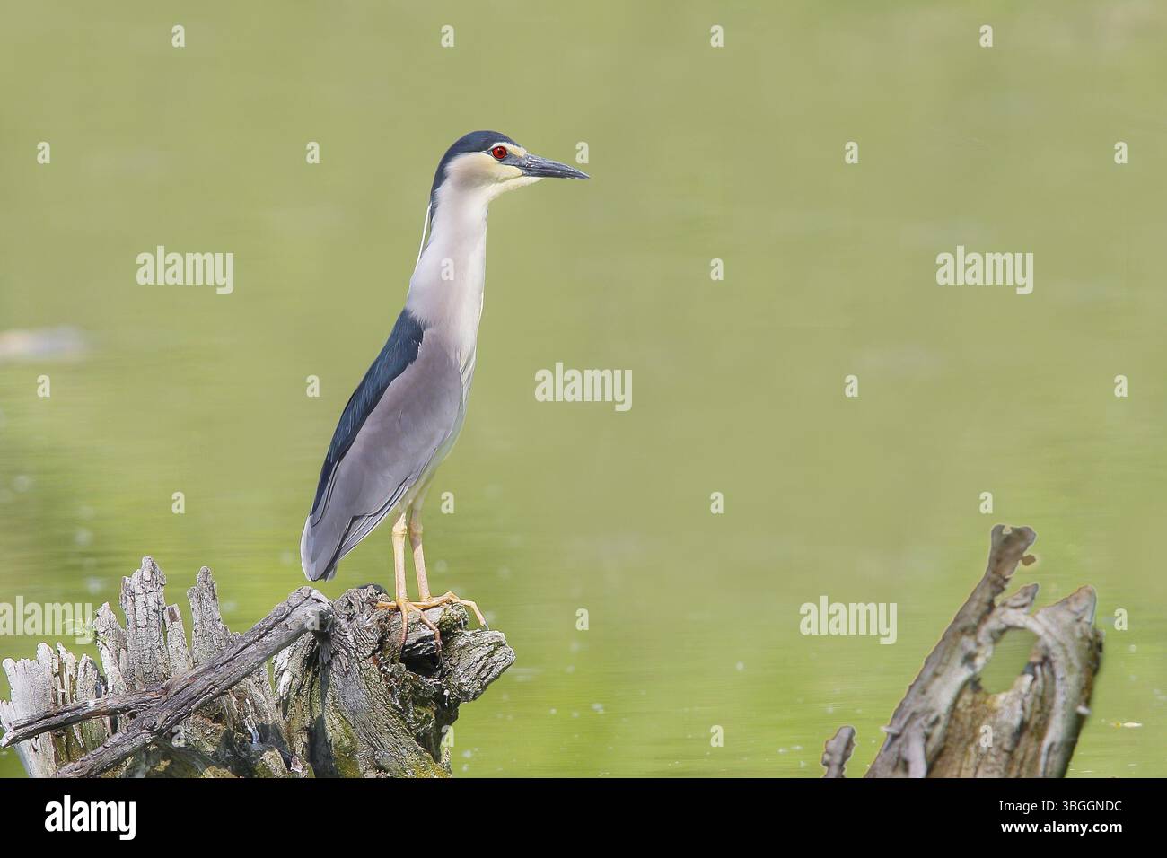 Nachtreiher (Nycticorax nycticorax), sitzend auf einer Wurzel, Tierwelt, Naturfotografie, Reiher, Retszilas Fischteiche, Kiskunsagi Nemzeti Park, Kiskunsa Stockfoto