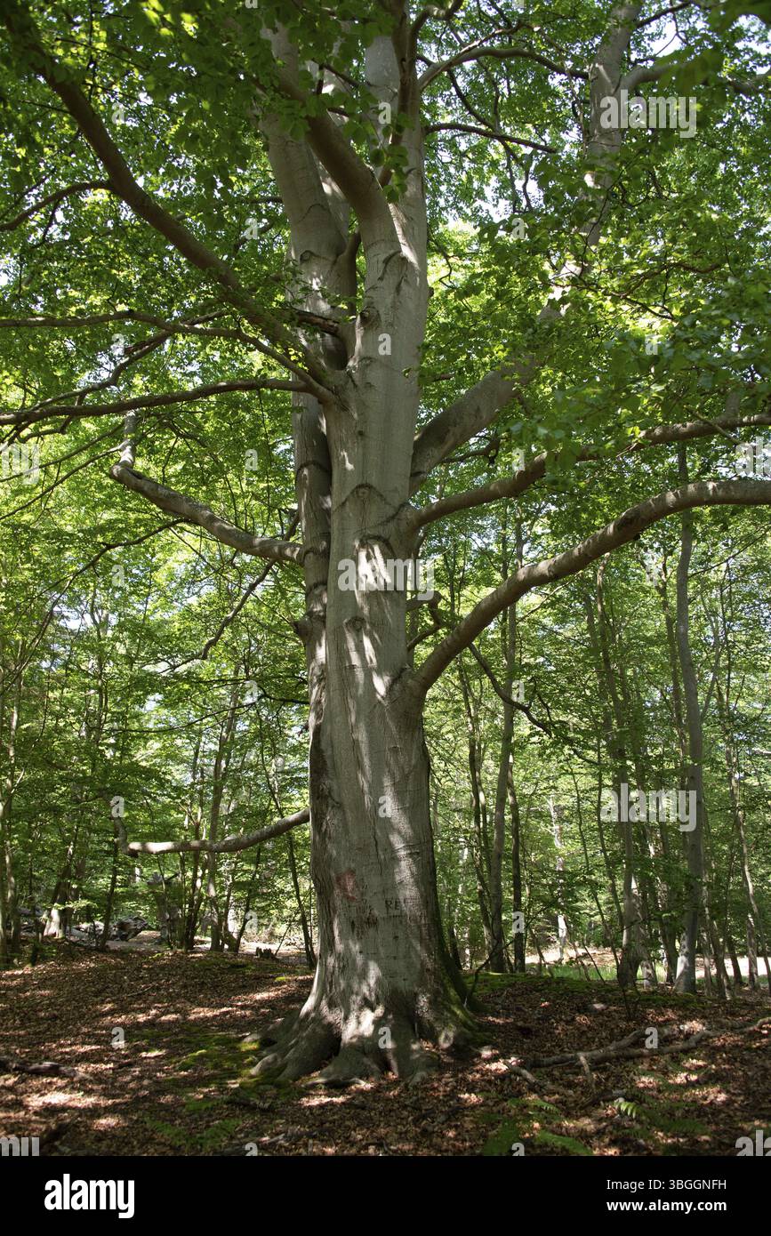 Sonnenlicht fällt durch das dichte Baldachin im Darsswald, Kupferbuchen, Prerow, Mecklenburg-Vorpommern, Deutschland, Europa Stockfoto
