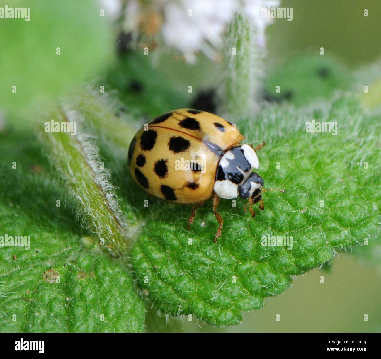 Harlequin Marienkäfer (Harmonia axyridis succinea) auf Minzblatt. Stockfoto
