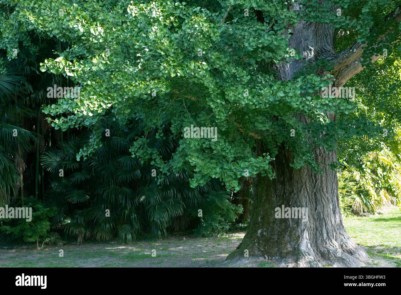 Riesiger Ginkgo-Baum (Ginkgo biloba) Stockfoto