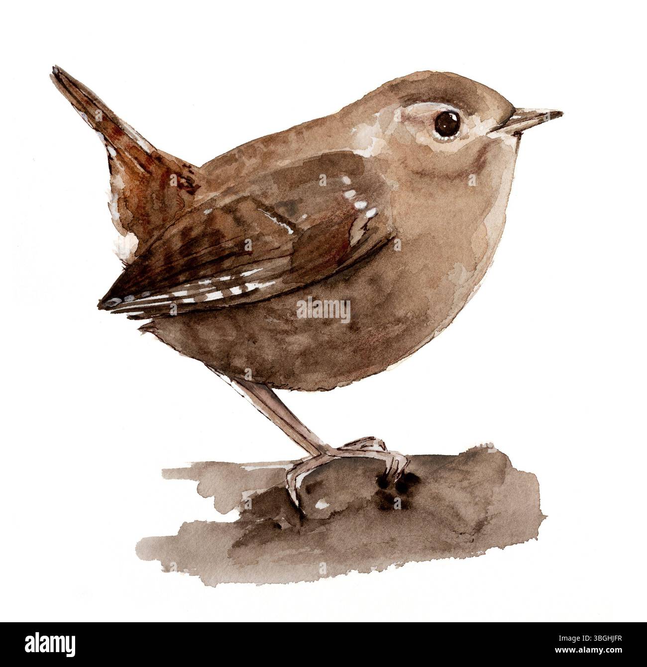 Eurasian Wren Watercolor Fängt Die Zarte Schönheit Dieses Kleinen Vogels In Lebendigen Tönen Ein Stockfoto
