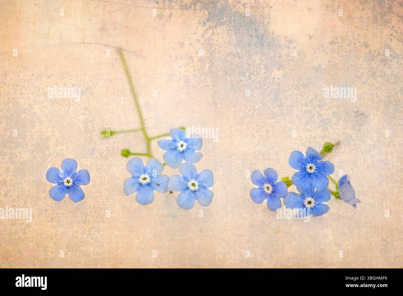 Vergisst mich nicht mit überlagerter Textur Stockfoto