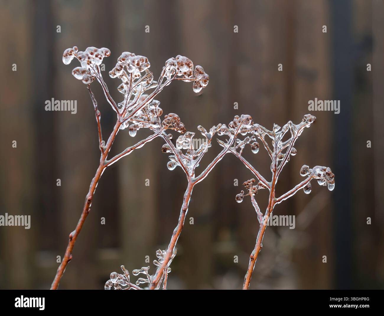 Spirea-Pflanze bei eisigem Regen Stockfoto