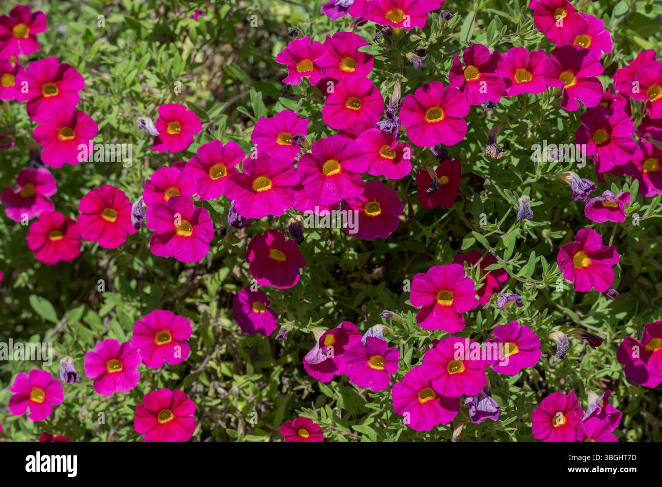 Helle magentafarbene Calibrachoa-Blüten mit gelben Zentralen, blühend in grünem Laub. Die trompetenförmigen Blüten verleihen dem natürlichen setti eine lebendige Farbe Stockfoto
