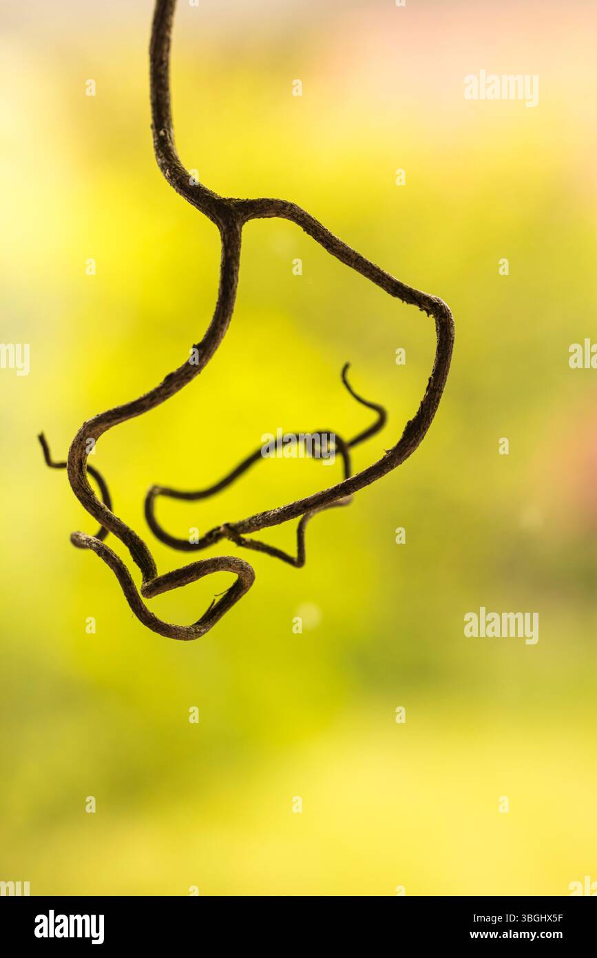 Rebe einer Passionsblume (Passiflora edulis), Bokeh, abstrakte Schönheit in der Natur Stockfoto