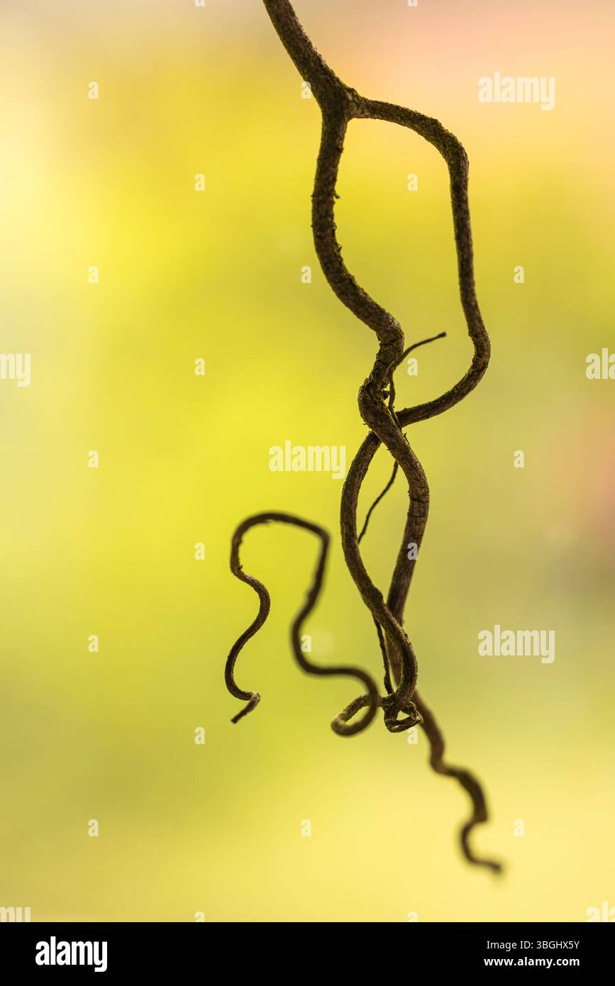 Rebe einer Passionsblume (Passiflora edulis), Bokeh, abstrakte Schönheit in der Natur Stockfoto