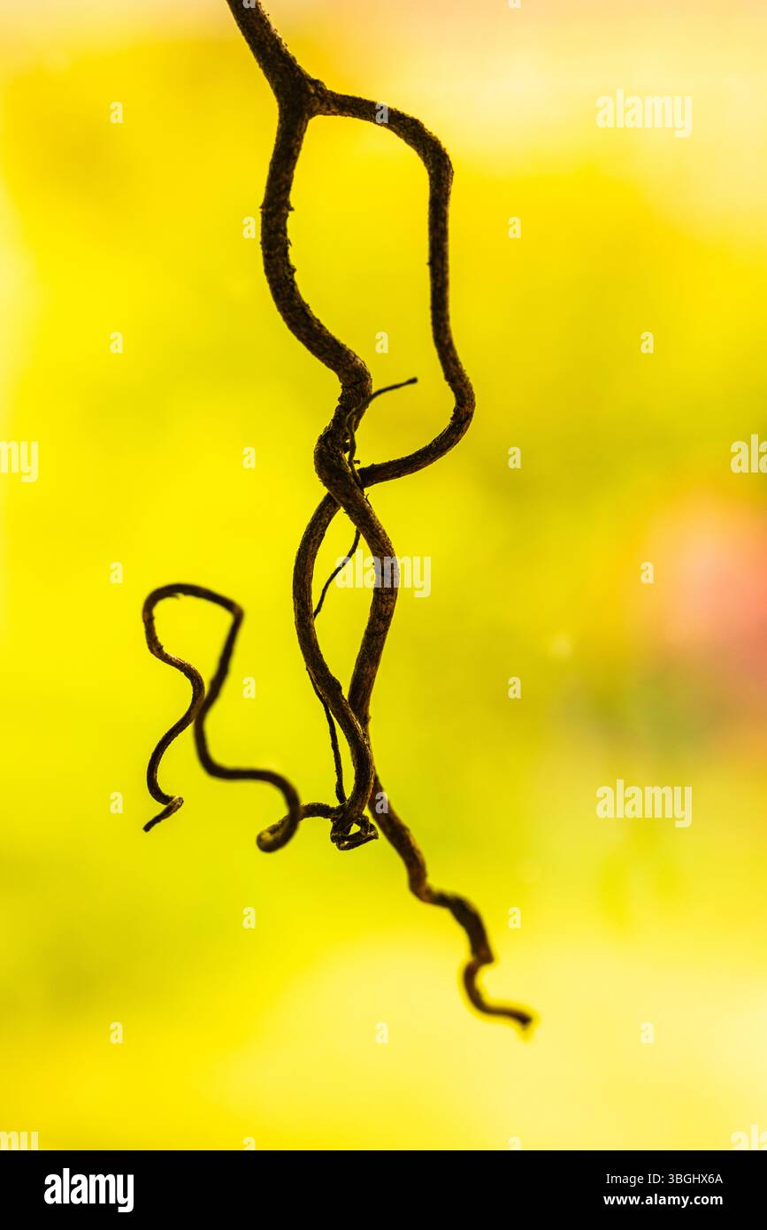 Rebe einer Passionsblume (Passiflora edulis), Bokeh, abstrakte Schönheit in der Natur Stockfoto