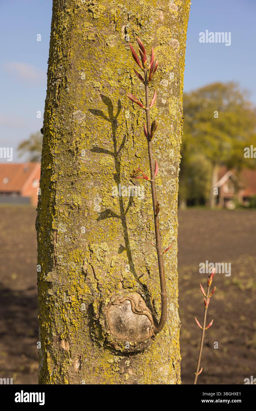 Junge Keimlinge sprießen auf dem geschnittenen Baumstamm, Symbol, Zukunft Stockfoto