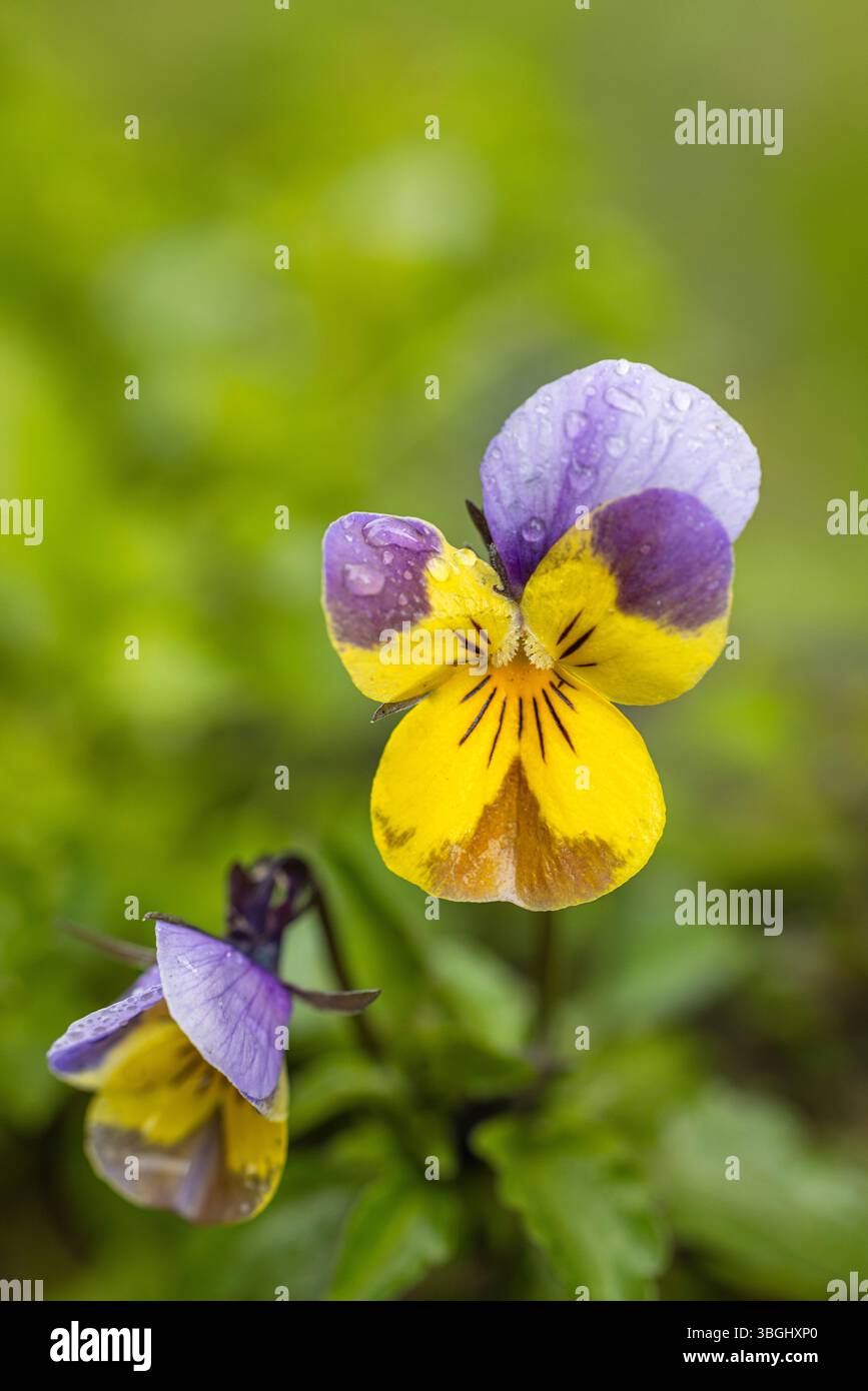 Wildes Stiefmütterchen, Feldviolett, Tautropfen Stockfoto
