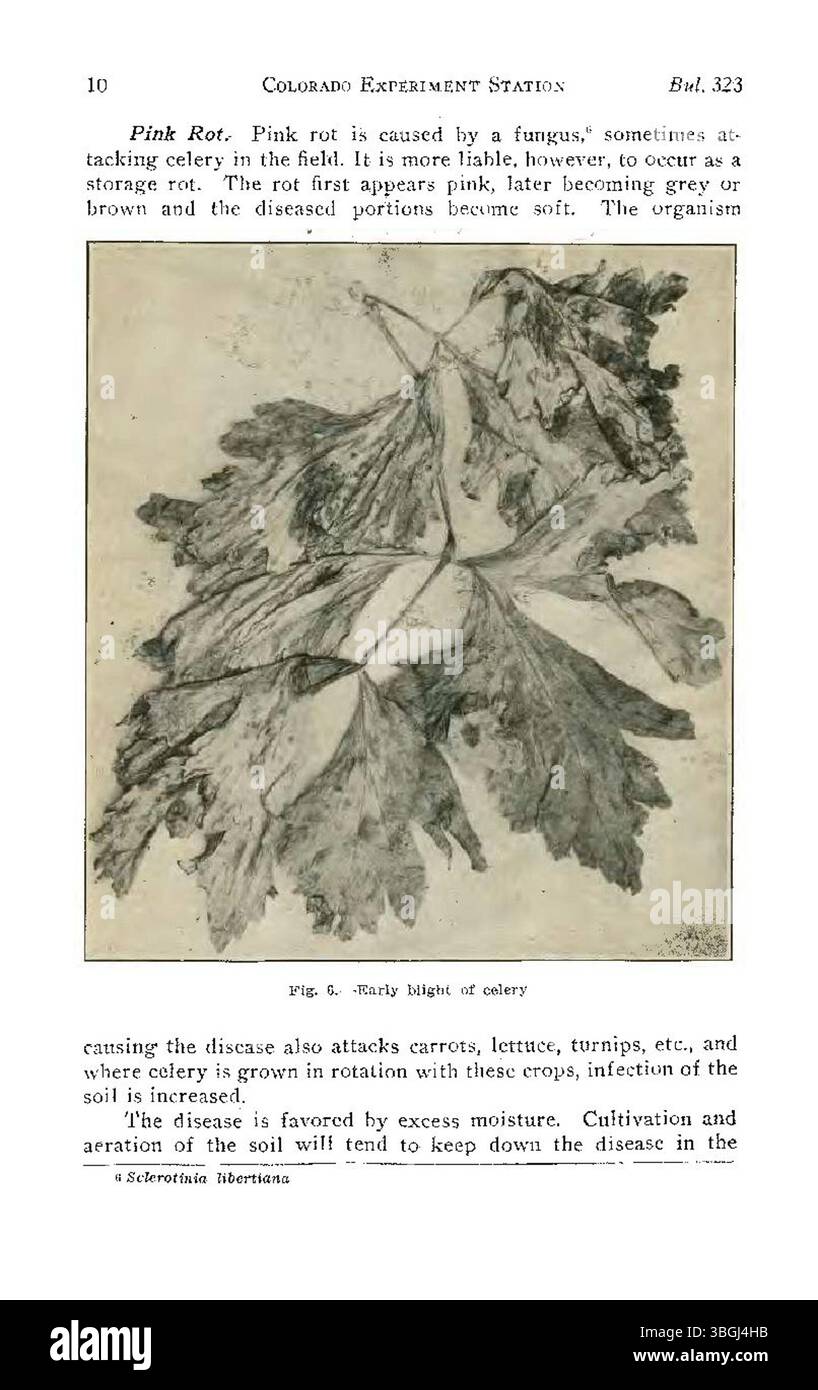 Dieses Dokument vom Juli 1927 behandelt häufige Krankheiten, die Nutzfahrzeuge in Colorado betreffen, und enthält detaillierte Beschreibungen jeder Erkrankung sowie Empfehlungen für Prävention und Management. Sie dient als Leitfaden für Landwirte, die mit Erntekrankheiten umgehen. Stockfoto