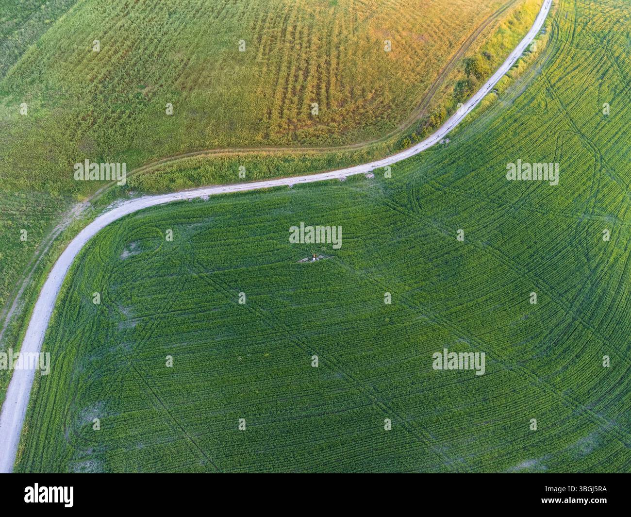 Sonnenaufgang am frühen Morgen über den grünen Hügeln von Petriano, mit einer Straße durch die ruhige Landschaft, Provinz Pesaro Urbino, Marken, Italien Stockfoto