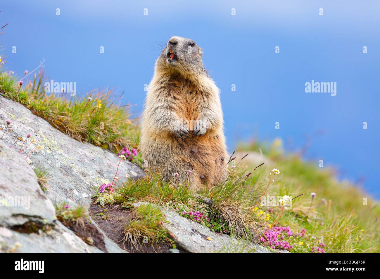 Alpines Murmeltier (Marmota marmota), Murmeltier, das auf moosbedeckten Felsen steht und in die Kamera blickt Stockfoto